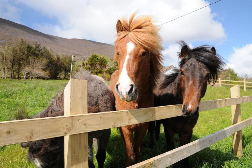 Cottage Skelligs Coast, Ring Of Kerry 캐허시빈 외부 사진